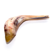 Natural Ram's Horn Shofar 30-34cm - The Peace Of God®