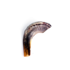 Natural Ram's Horn Shofar 25-29cm - The Peace Of God®