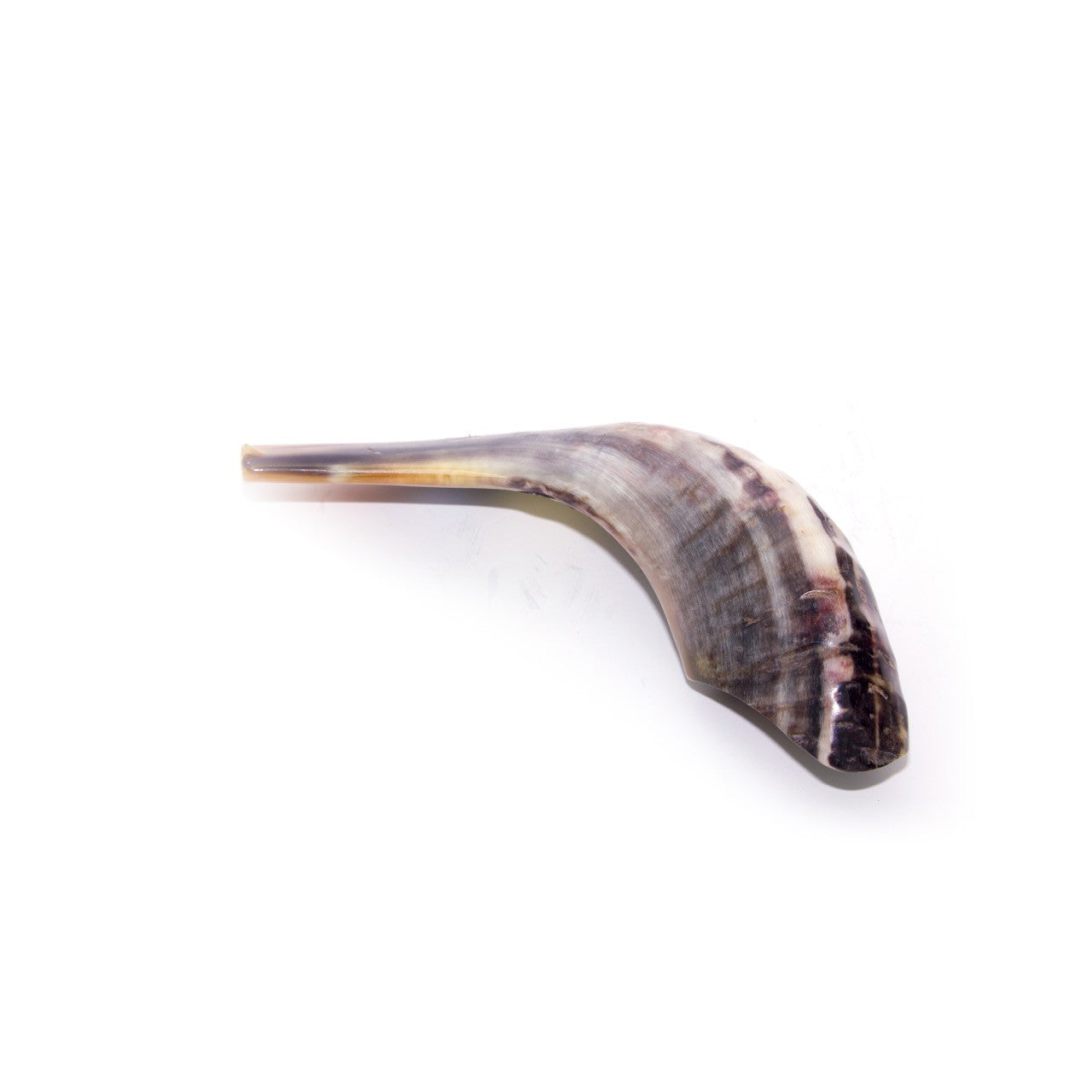 Natural Ram's Horn Shofar 25-29cm - The Peace Of God®