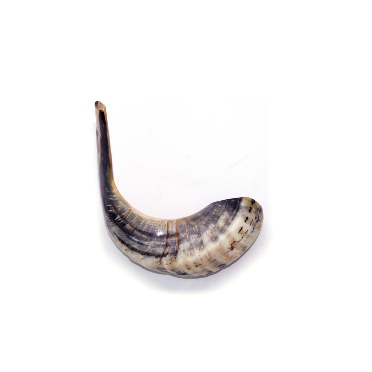 Natural Ram's Horn Shofar 40-44cm - The Peace Of God®