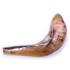 Natural Ram's Horn Shofar 30-34cm - The Peace Of God®